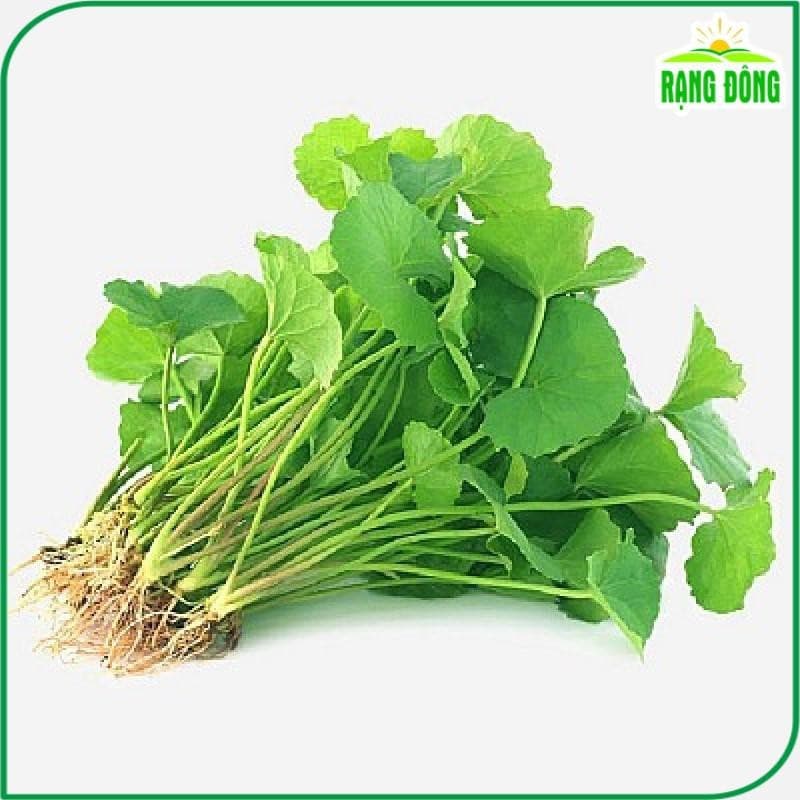 Hạt Giống Húng Cây